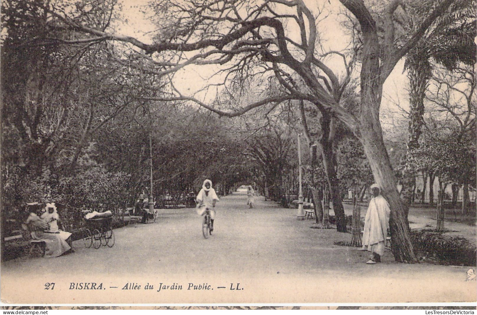 ALGERIE - BISKRA - Allée Du Jardin Public - LL - Carte Postale Ancienne - Biskra