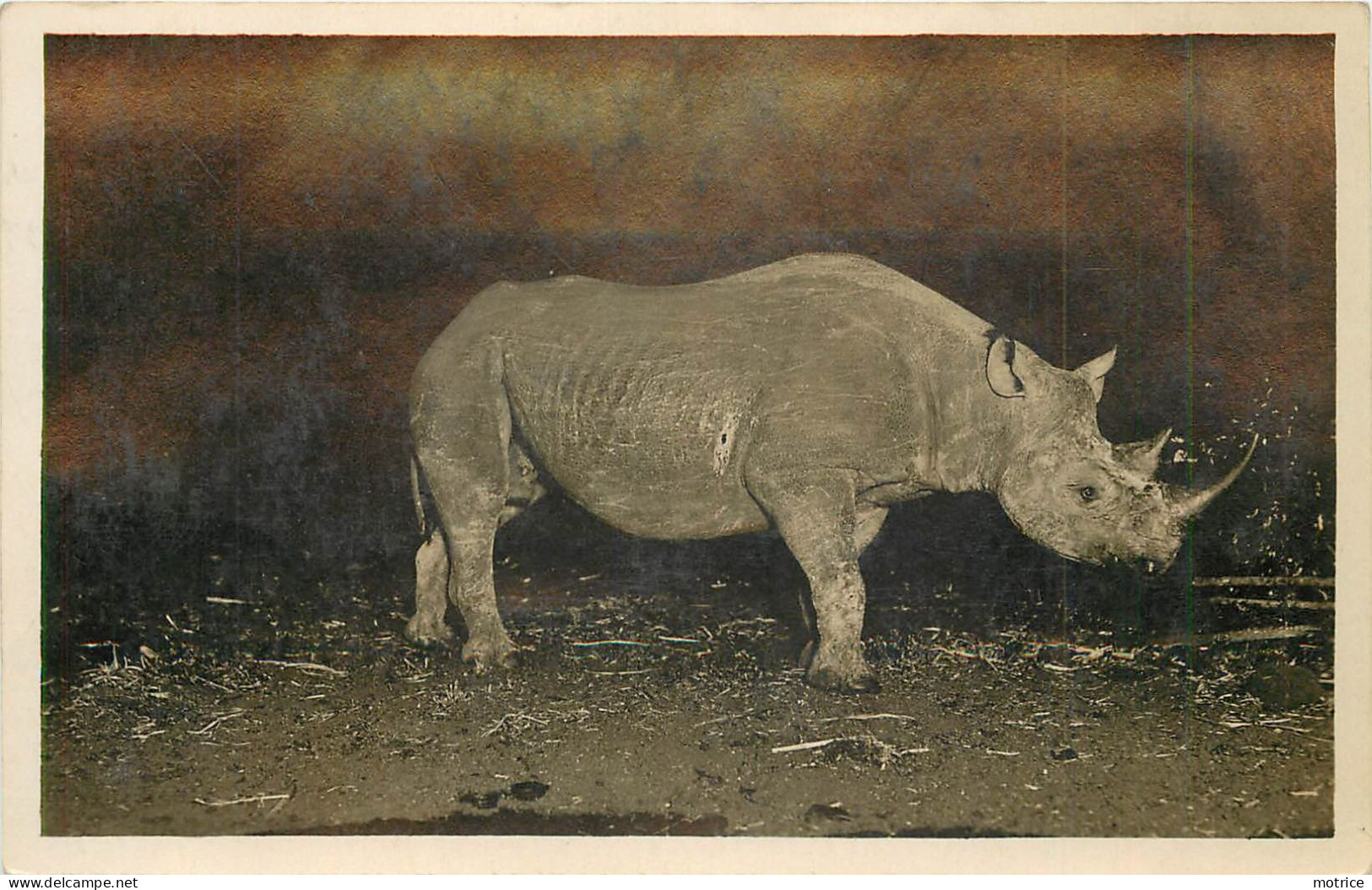 RHINOCEROS - Carte Photo, Kenya. - Rhinocéros