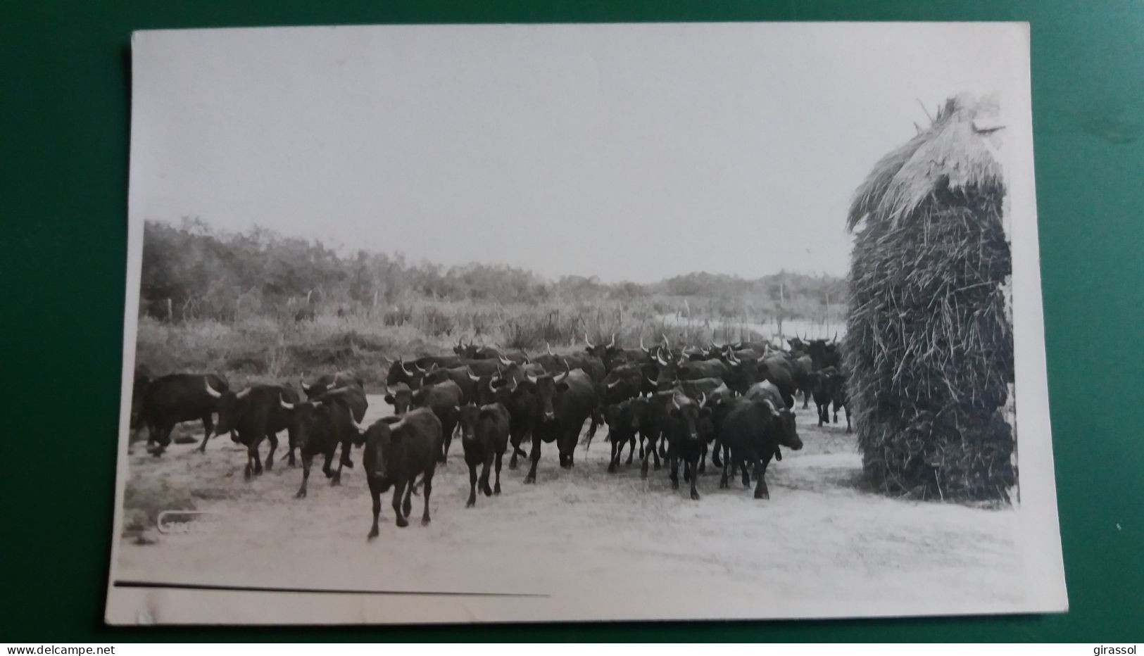 CPSM  PHOTO GEORGE TROUPEAU DE TAUREAUX  CABANE EN PAILLE - Tauri