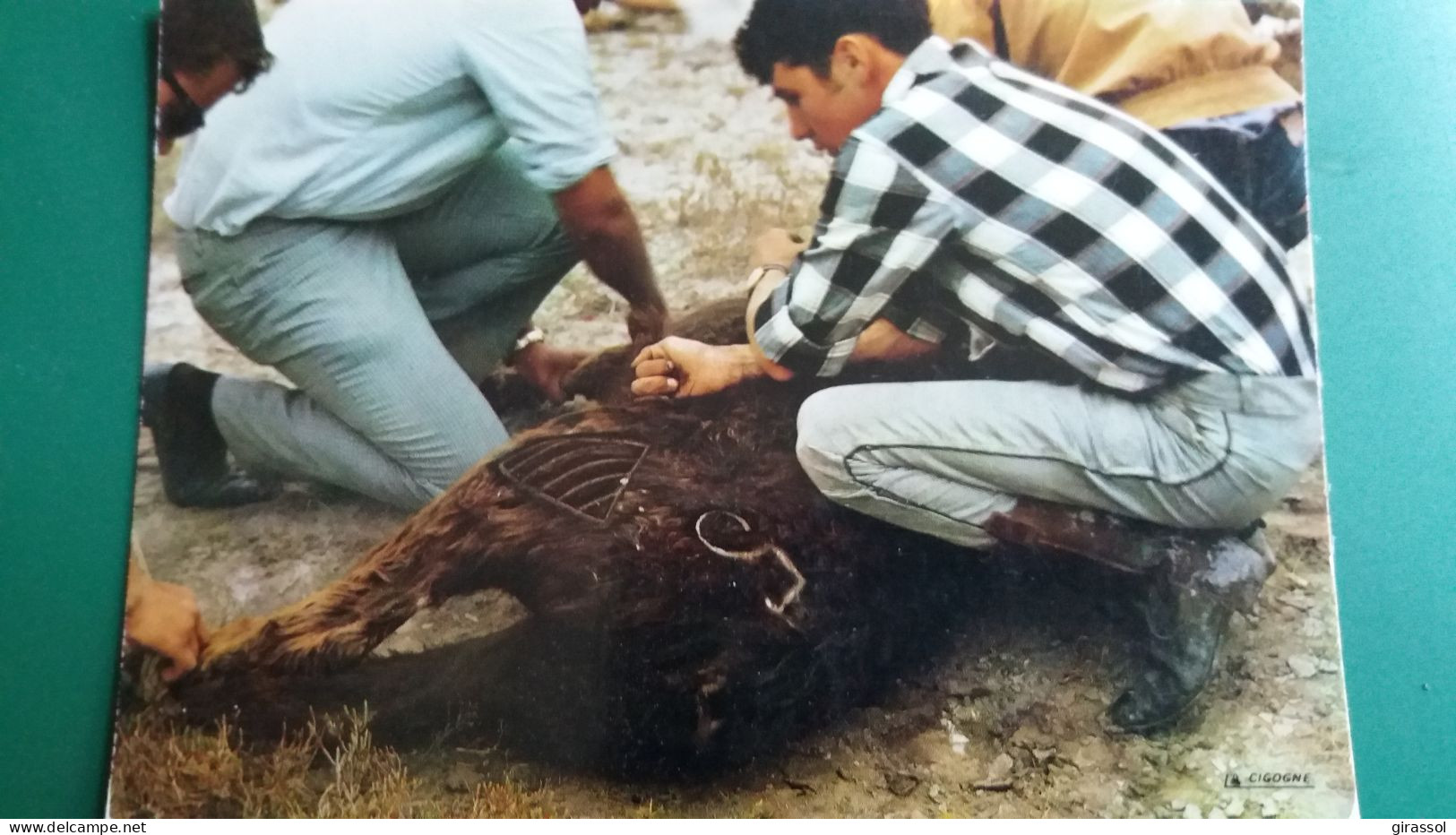 CPM SCENE DE LA VIE DE CAMARGUE LA FERRADE OU LE TAUREAU EST MARQUE AU FER ED LA CIGOGNE - Tauri