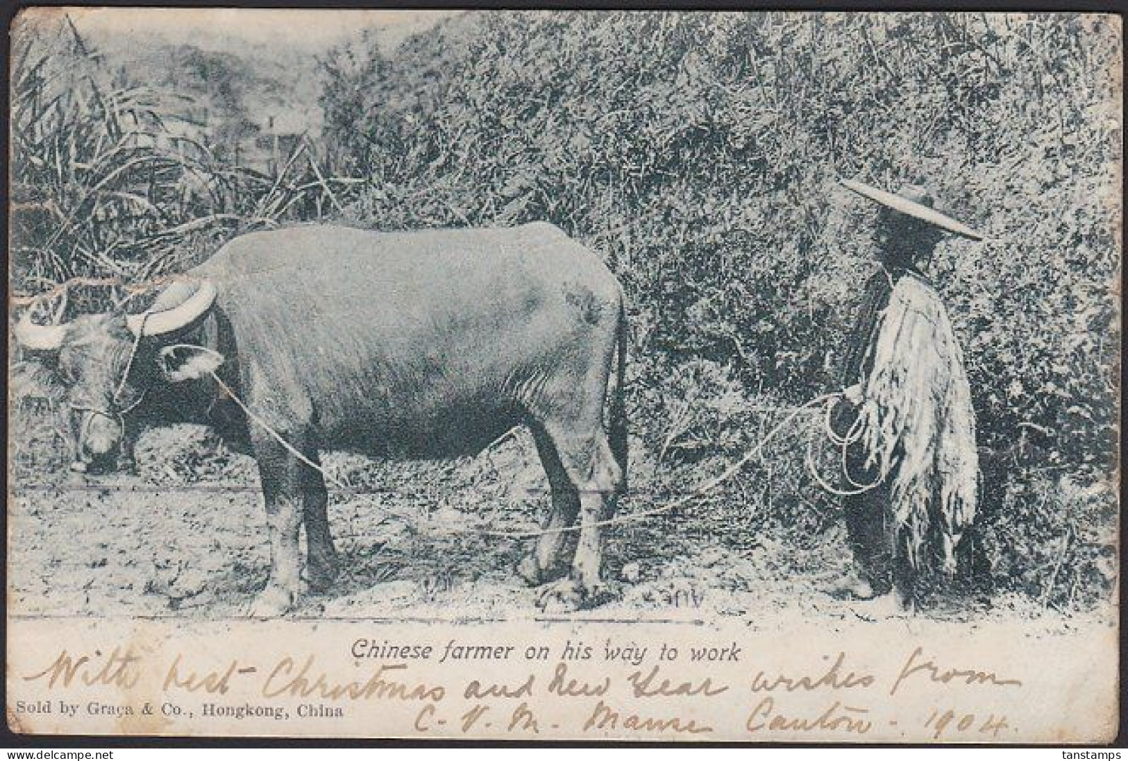 HONG KONG - NEW ZEALAND 1904 POSTCARD CHINESE FARMER (B) - Lettres & Documents