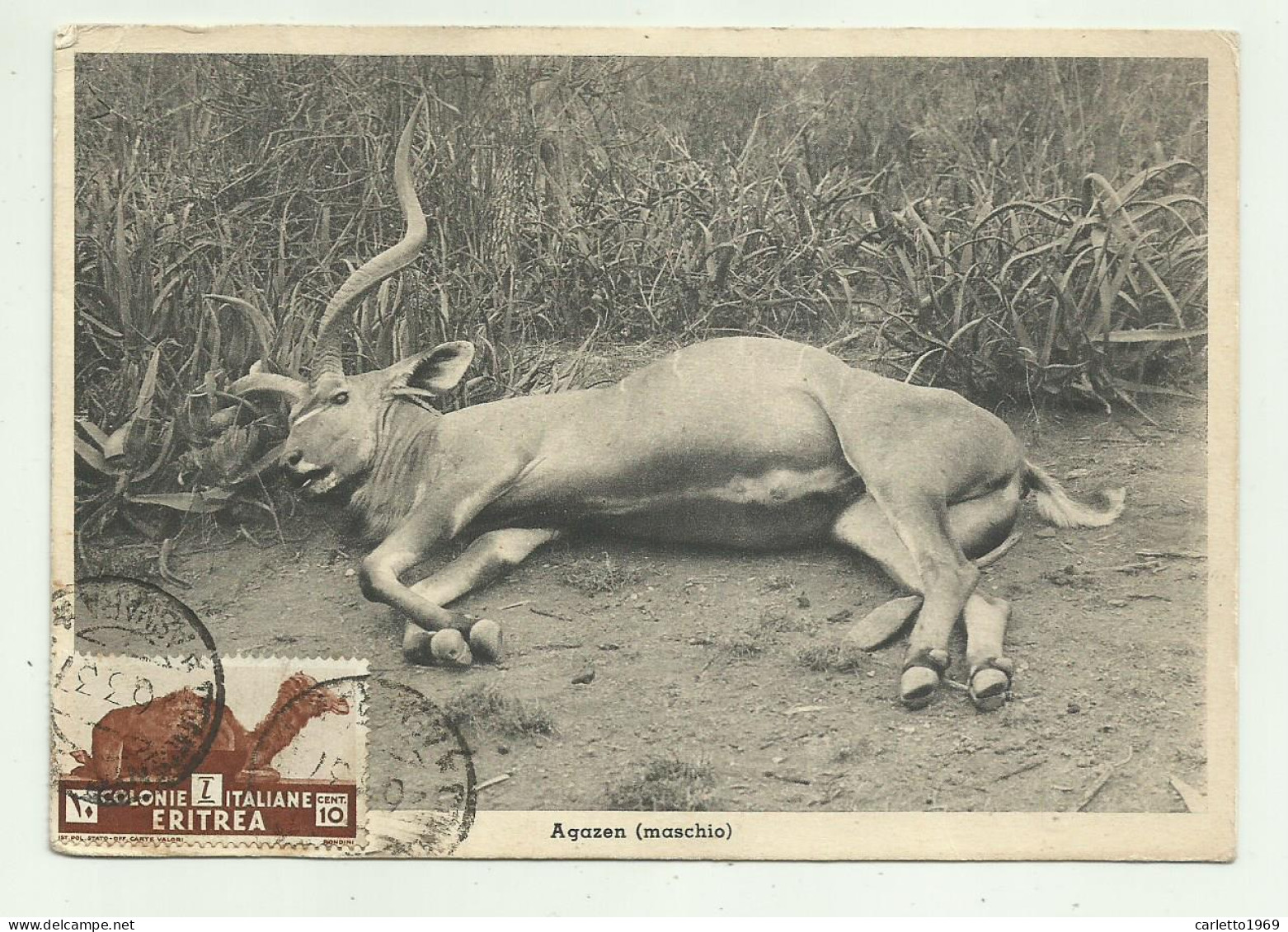 ERITREA, FAUNA, USI E COSTUMI - AGAZAN MASCHIO - VIAGGIATA FG - Libia