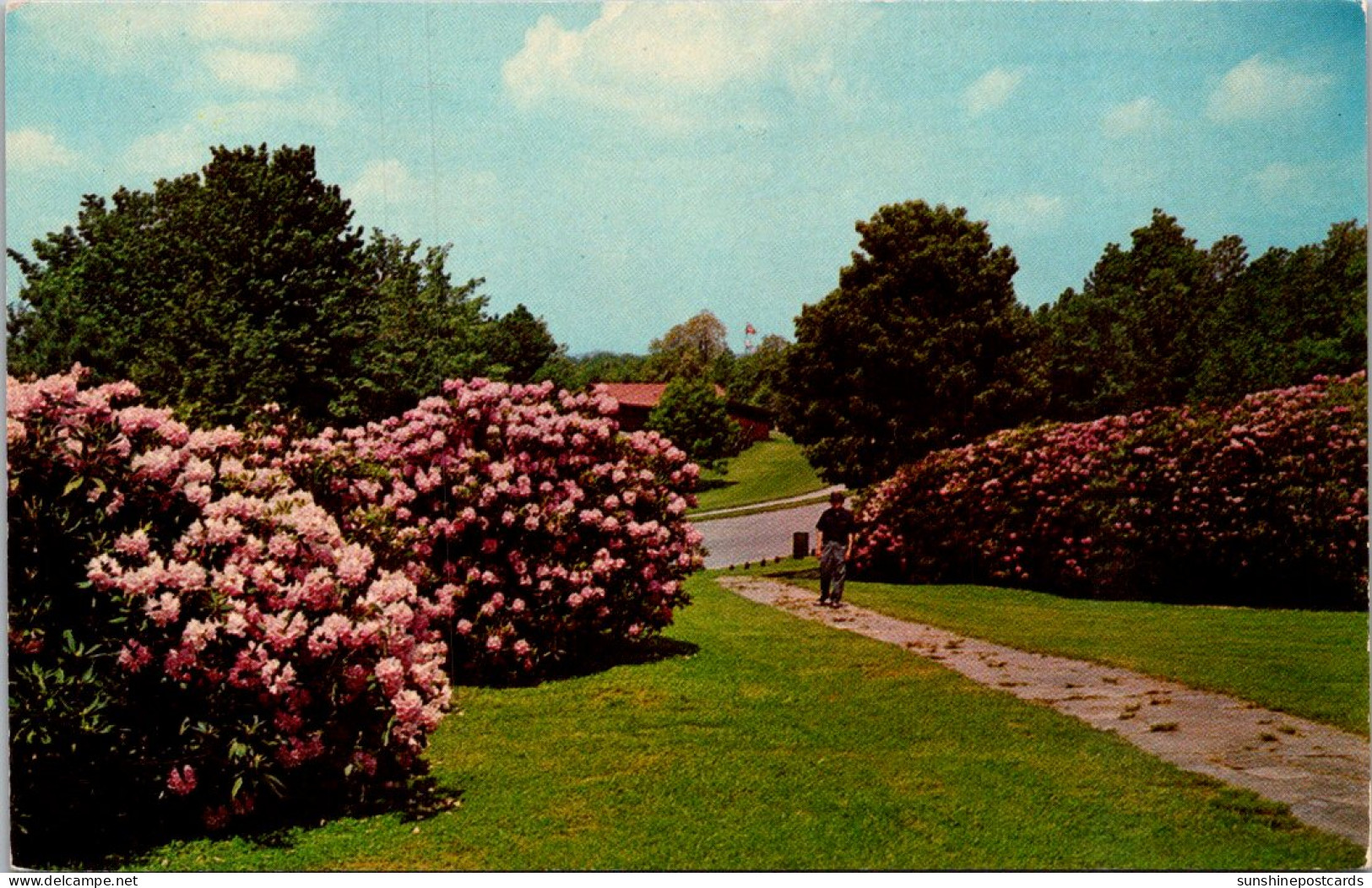 West Virginia State Flower Rhododendron In Bloom At Grandwiew State Park Near Beckley - Andere & Zonder Classificatie