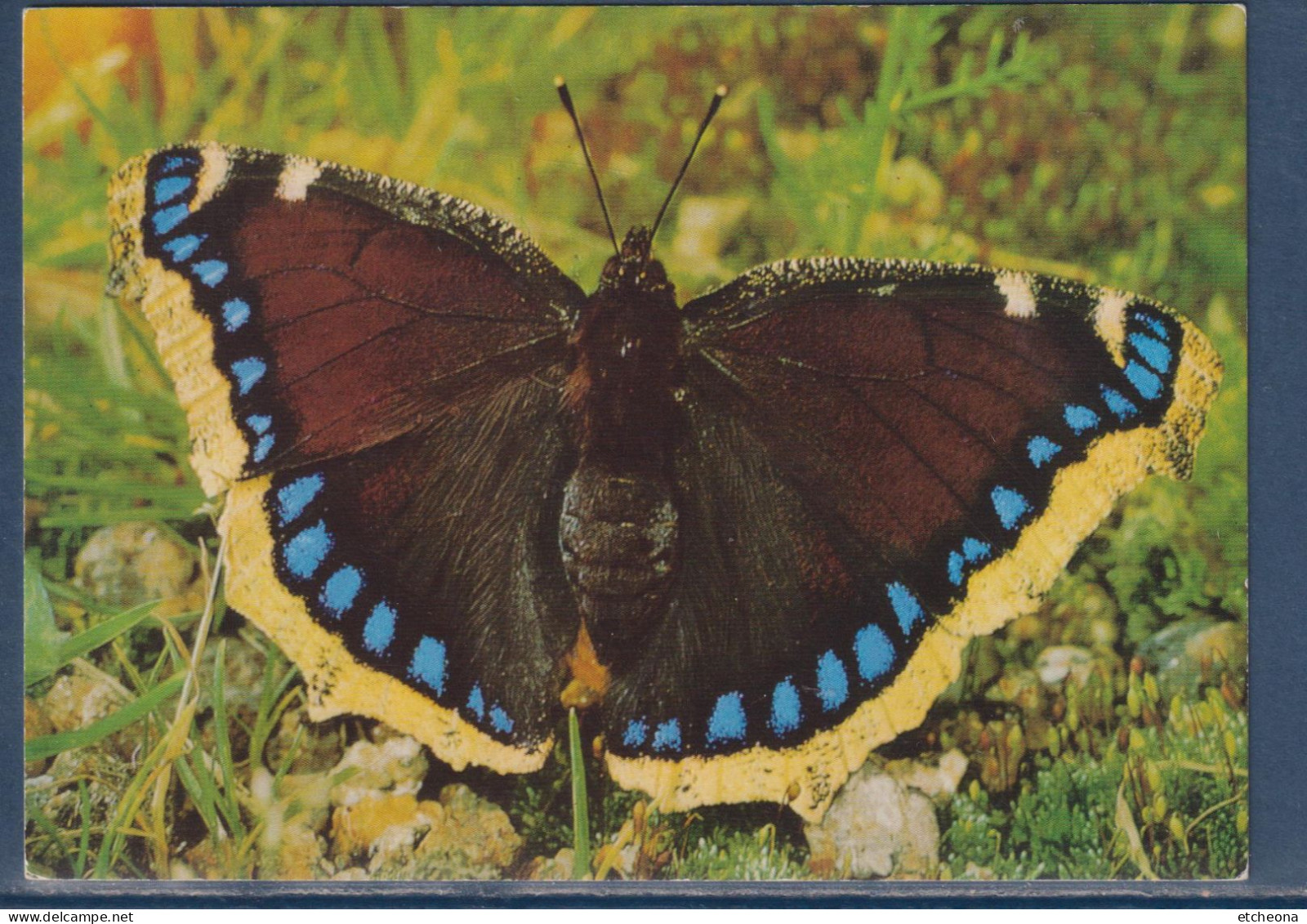 Papillon Morio, Est Une Espèce Holarctique De Lépidoptères Appartenant à La Famille Des Nymphalidae Antiopa - Papillons