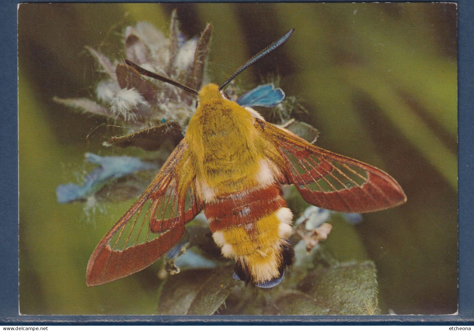 Papillon Sphinx Gazé Ou Sphinx Du Chèvrefeuille Est Une Espèce Paléarctique De Lépidoptères De La Famille Des Sphingidae - Papillons