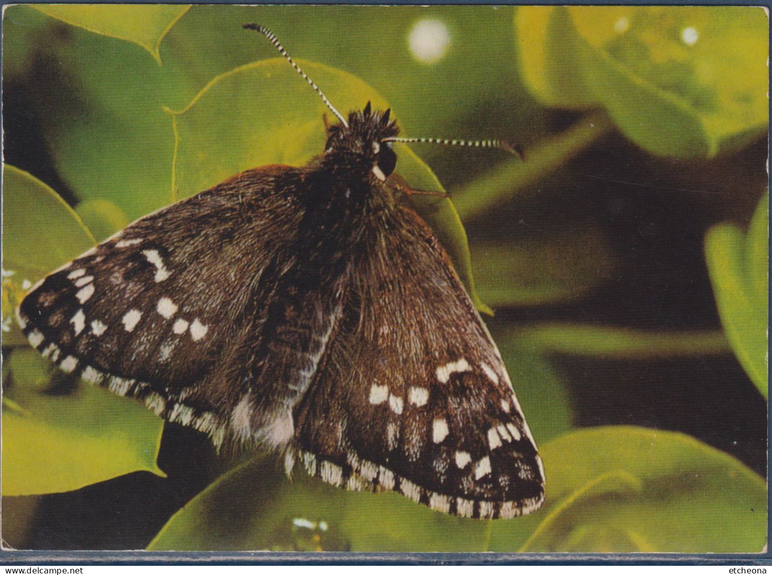 Papillon Hespérie Est Un Nom Vernaculaire Ambigu En Français, Pouvant Désigner Plusieurs Espèces De Petits Papillons - Papillons