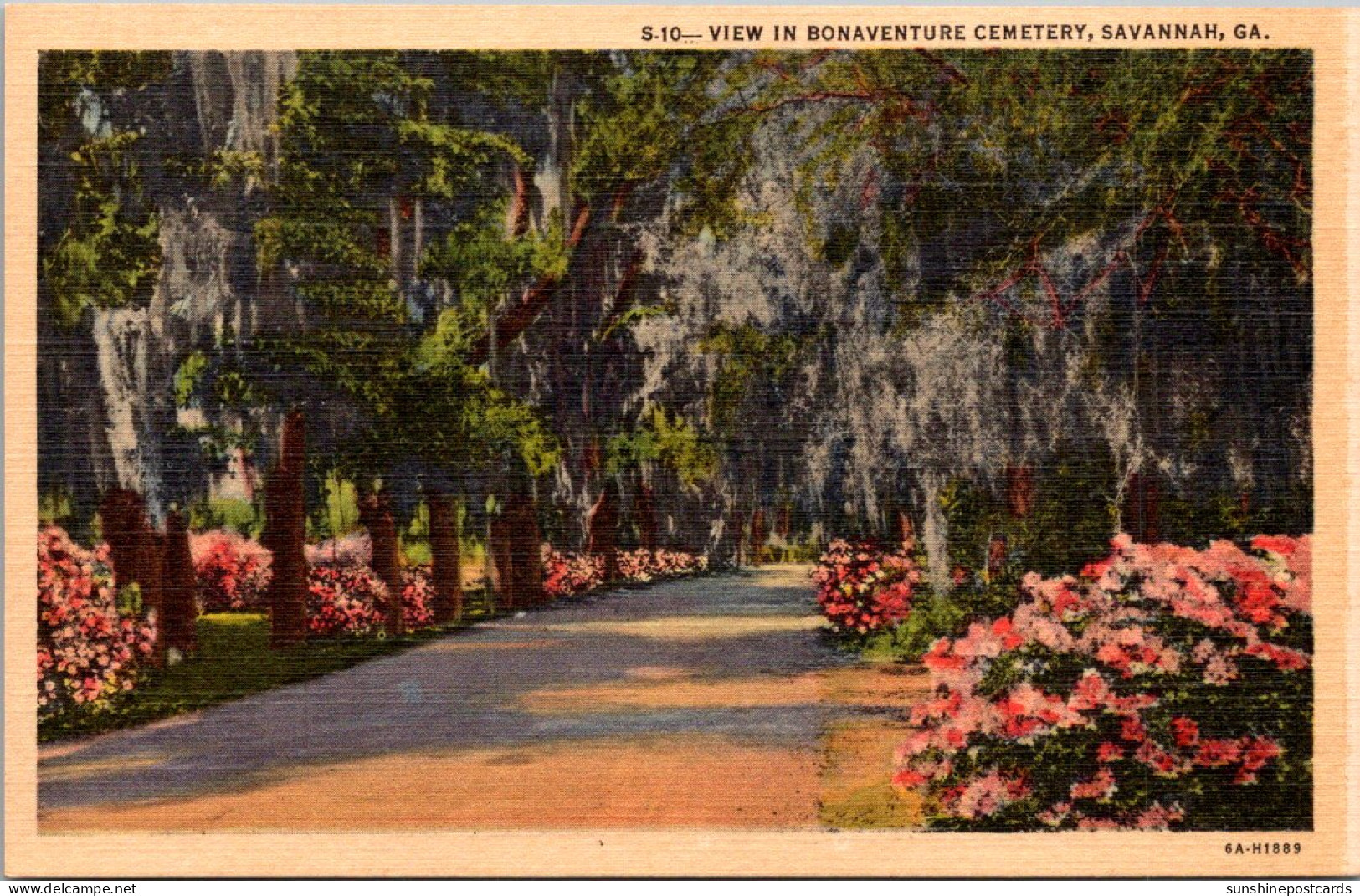 Georgia Savannah View In Bonaventure Cemetery Curteich - Savannah