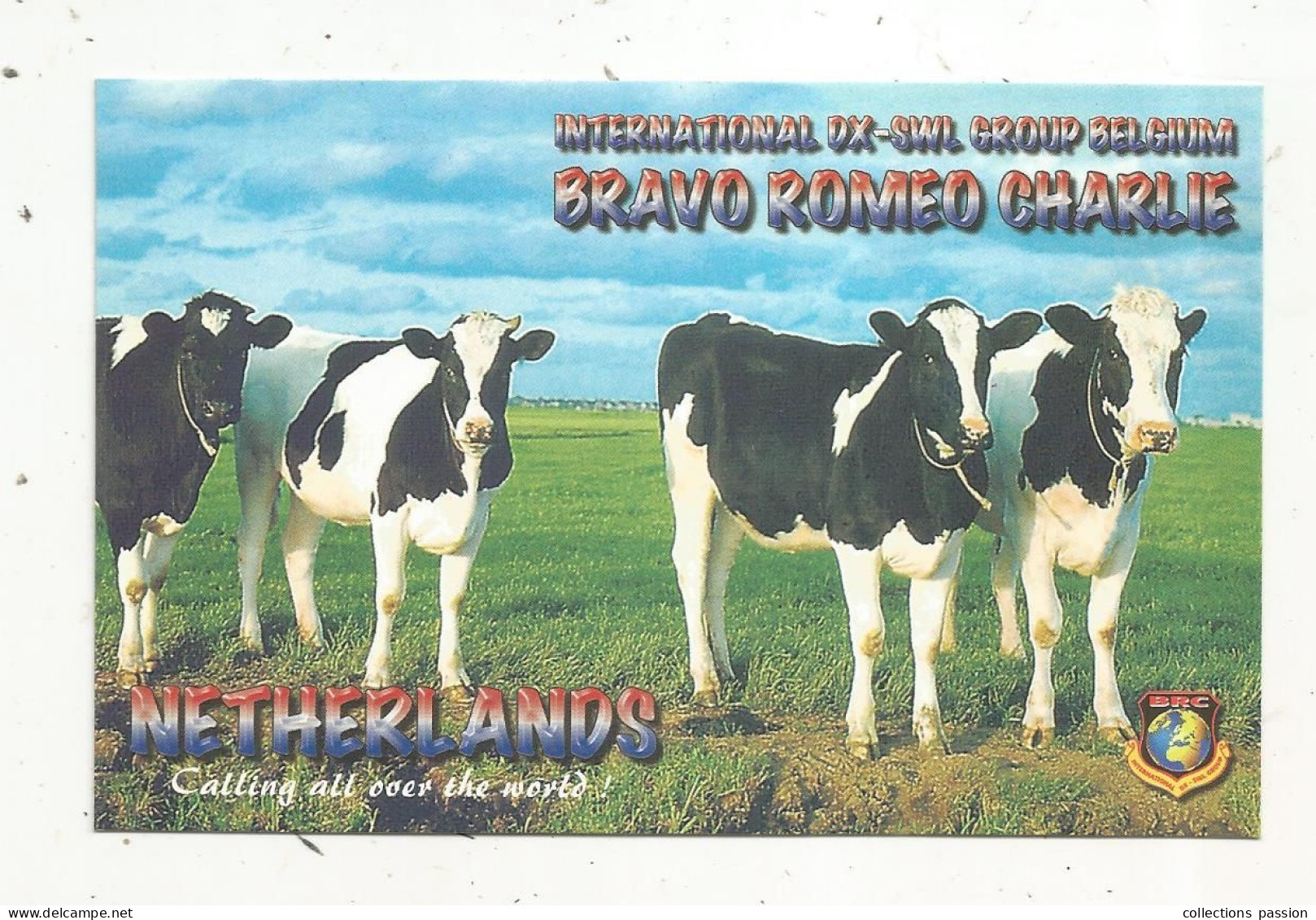 Cp , Carte QSL,  BRAVO ROMEO CHARLIE, International DX - SWL Group Belgium, Vaches , Veaux, 2 Scans - Radio Amatoriale