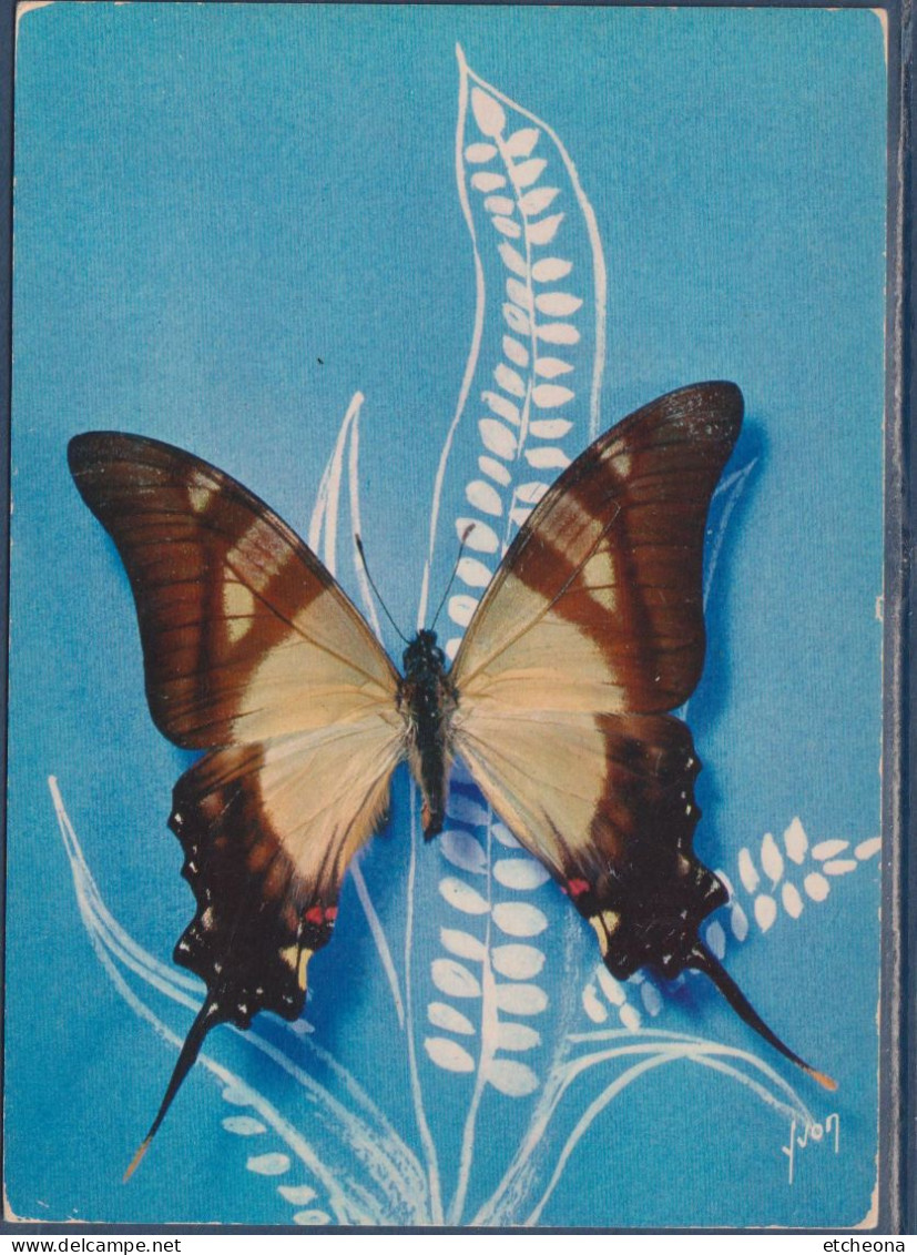 Papillon Exotique, Du Brésil, Papilio Hippodamus, Synonyme : Papilio Hippodamus Doubleday - Papillons
