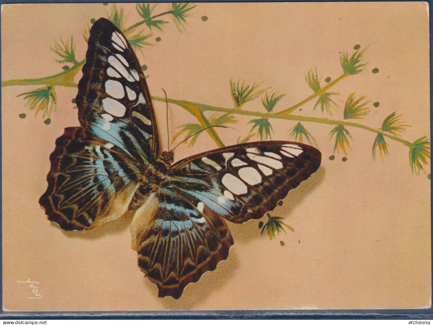 Papillon Exotique, Parthenos Sylvia Tualensis, Espèce De Lépidoptères (papillons) De La Famille Des Nymphalidae - Papillons