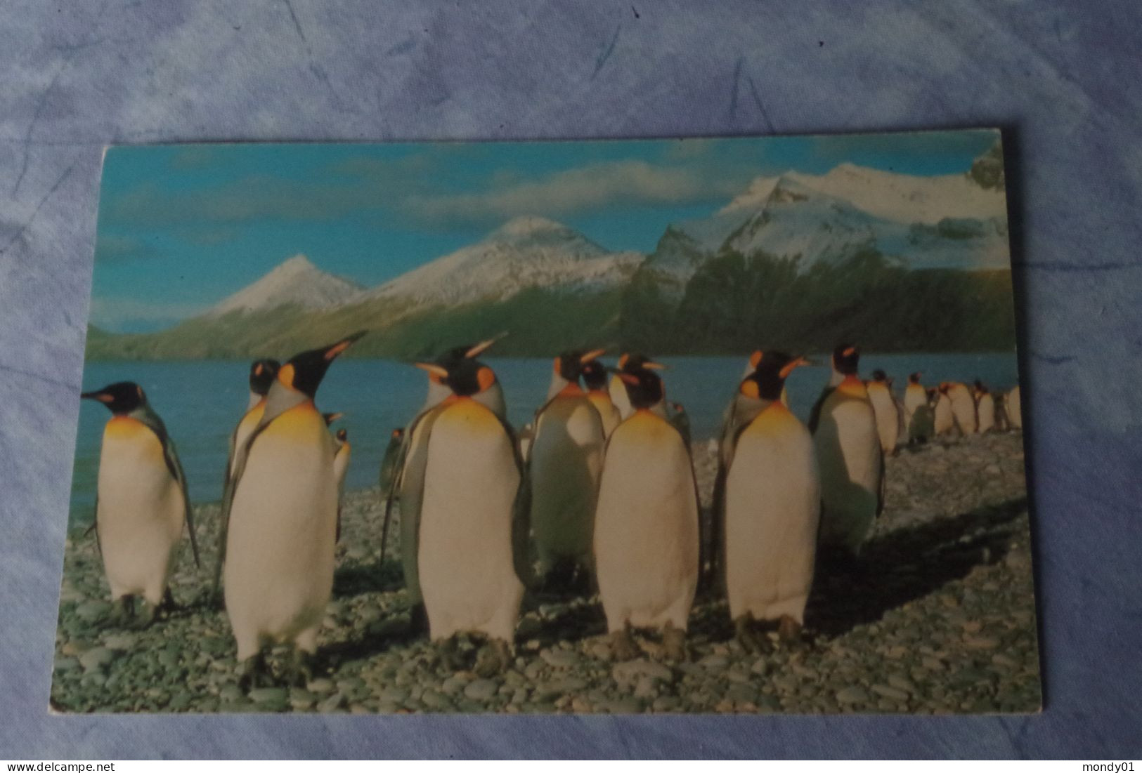 5-782 Carte  British Antarctic Survey Card BAT King Penguin South Georgia  Pingouin Manchoit Royal No TAAF FAAT - Faune Antarctique