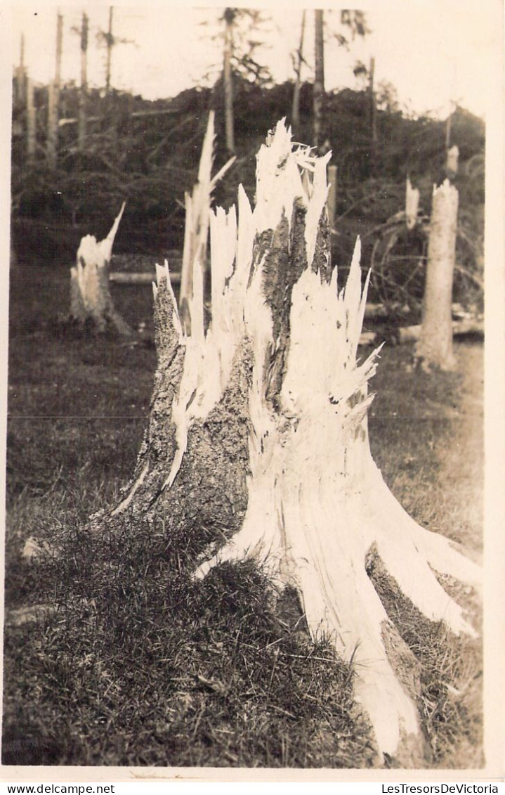 ARBRE ARRACHE - Suisse  - Carte Postale Ancienne - Bäume