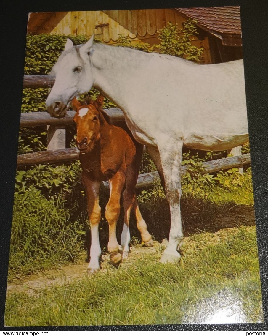 Paarden - Horses - Pferde - Cheveaux - Bij Hek - Chevaux