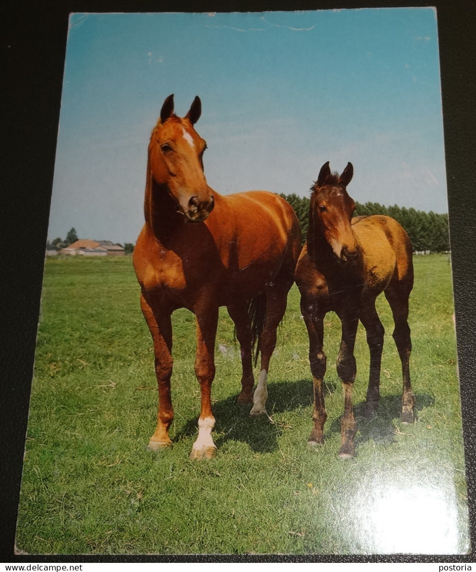 Paarden - Horses - Pferde - Cheveaux - Postiljon - Chevaux