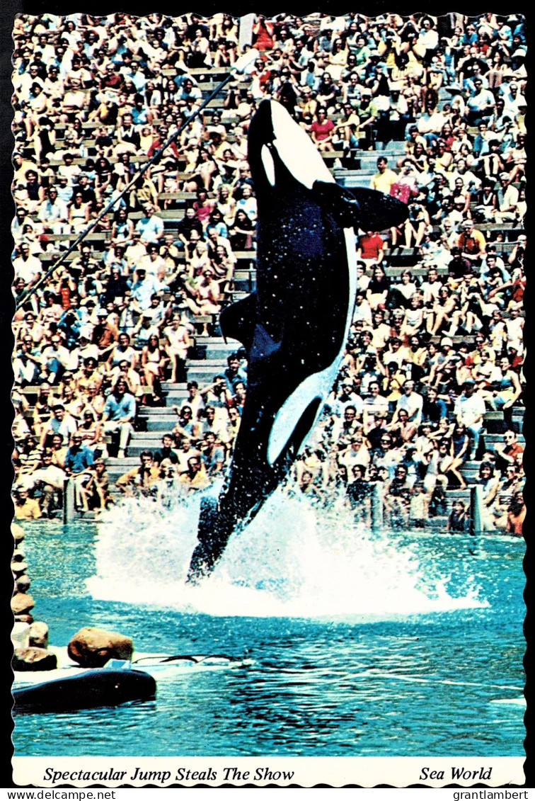 Killer Whale Jumping, Sea World, California - Unused - San Diego