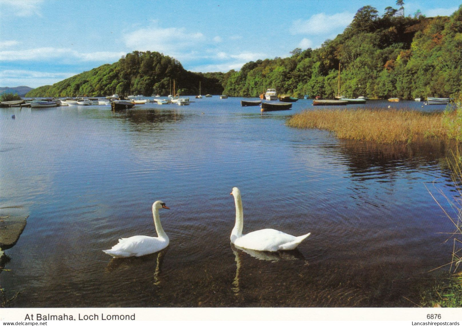 Postcard At Balmaha Loch Lomond [ Swans ] My Ref B26140 - Stirlingshire