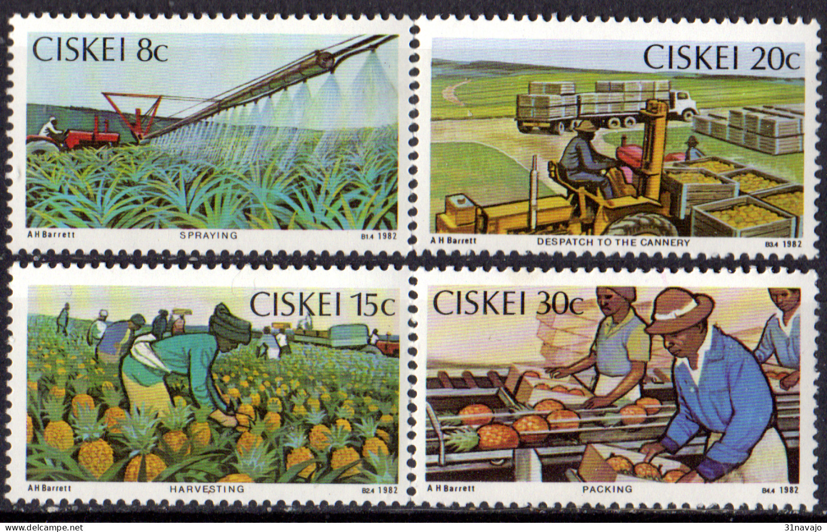 CISKEI - Culture De L'ananas - Agriculture