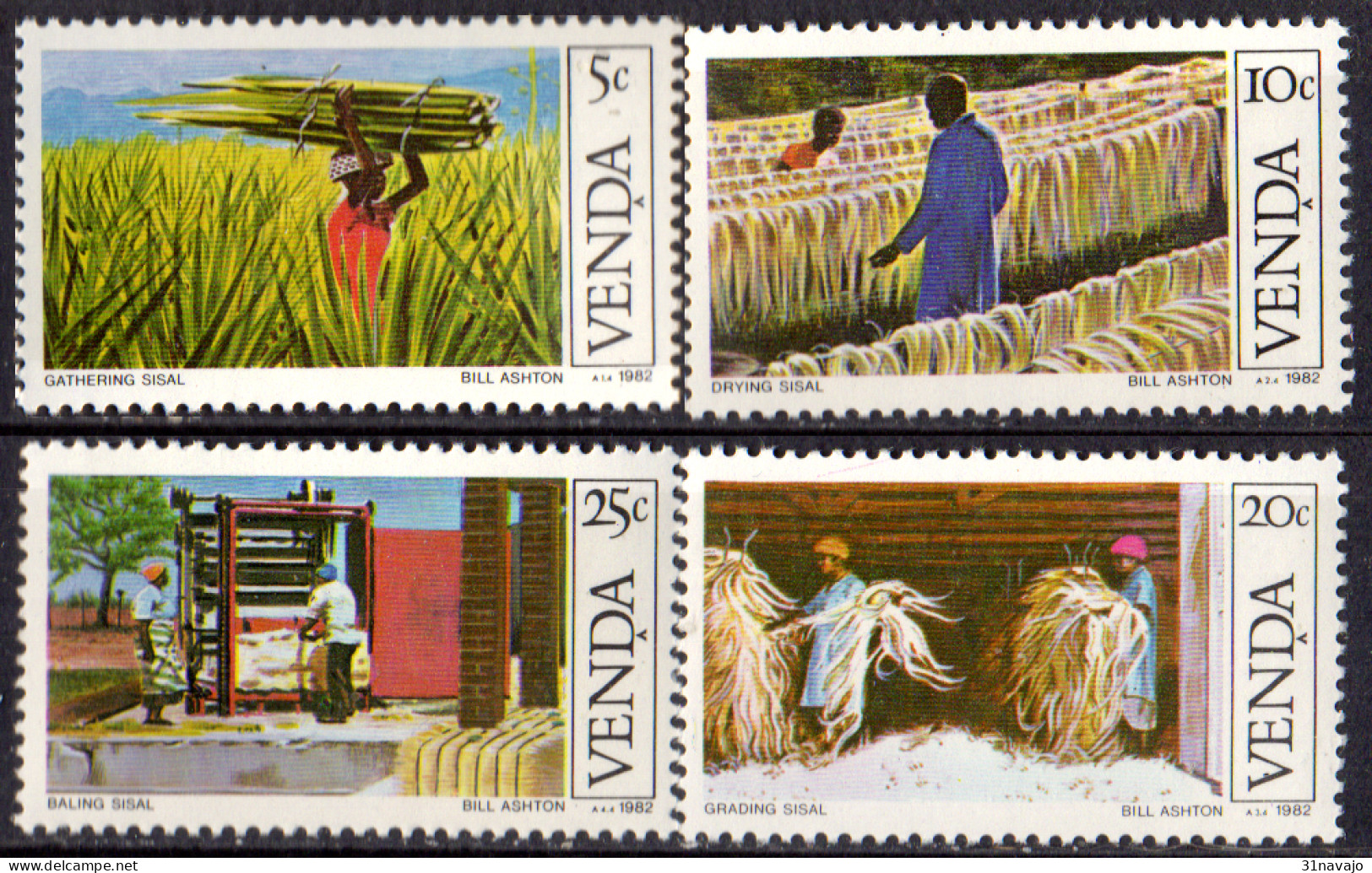 VENDA - Culture Du Sisal - Agriculture