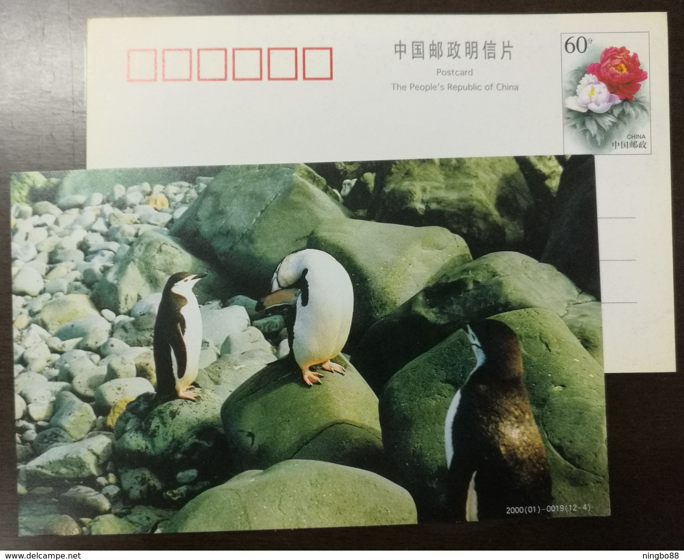 Chinstrap Penguin(Pygoscelis Antarctica),China 2000 Antarctic Penguin Postal Stationery Card #7 - Fauna Antártica