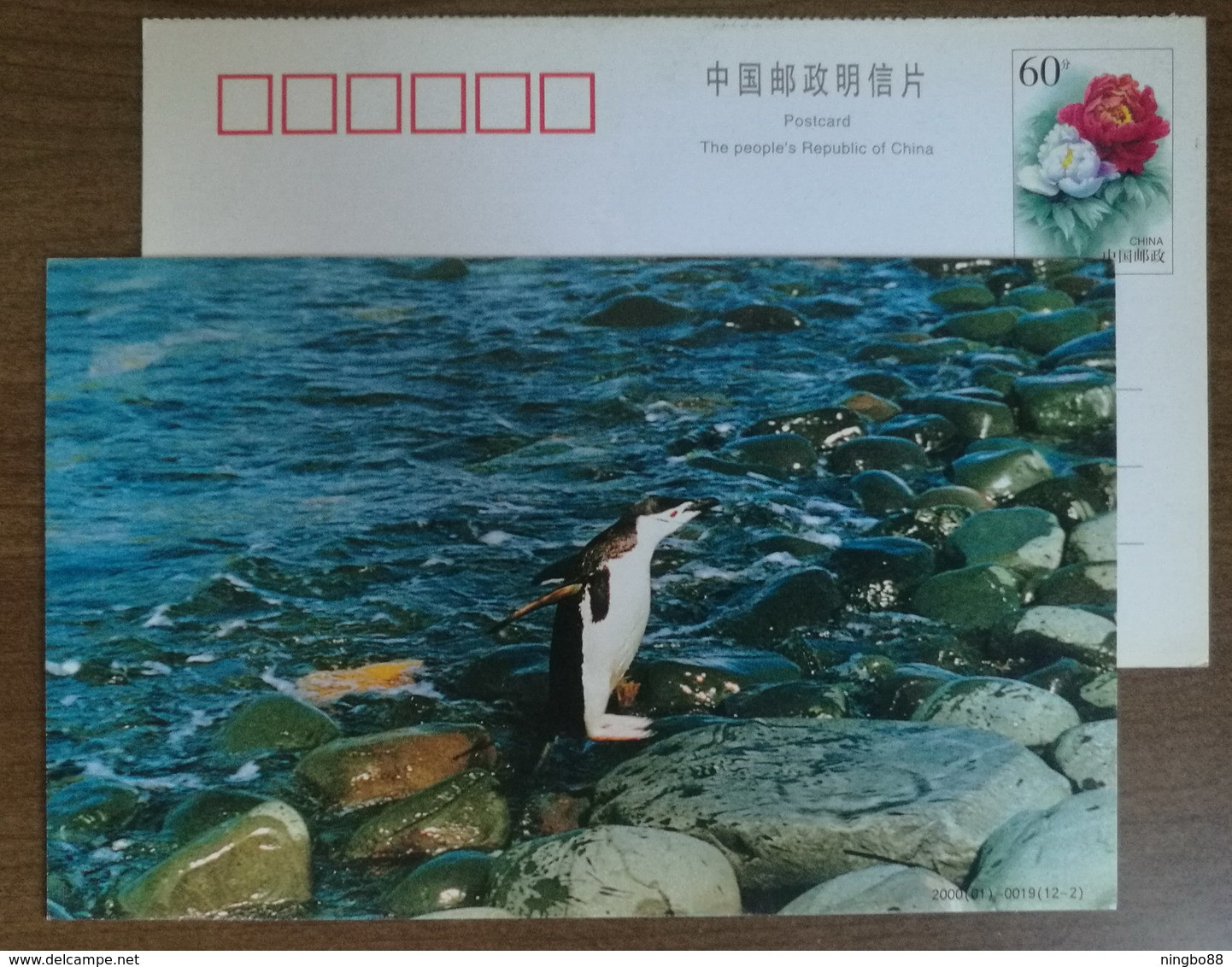 China 2000 Antarctic Penguin Postal Stationery Card #8 - Fauna Antartica