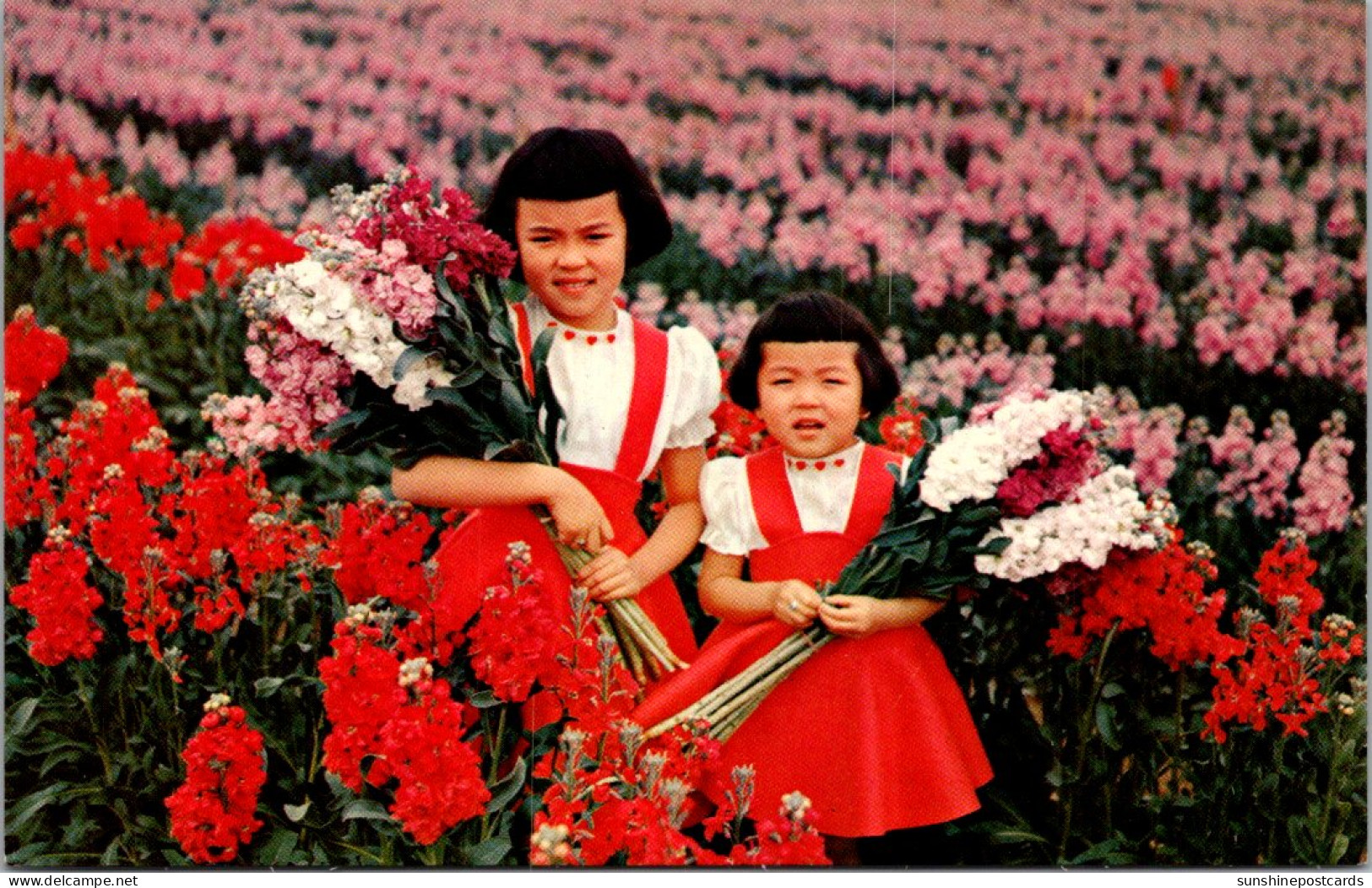 Arizona Phoenix Fields Of Stocks Young Girls In Field Of Flowers - Phoenix