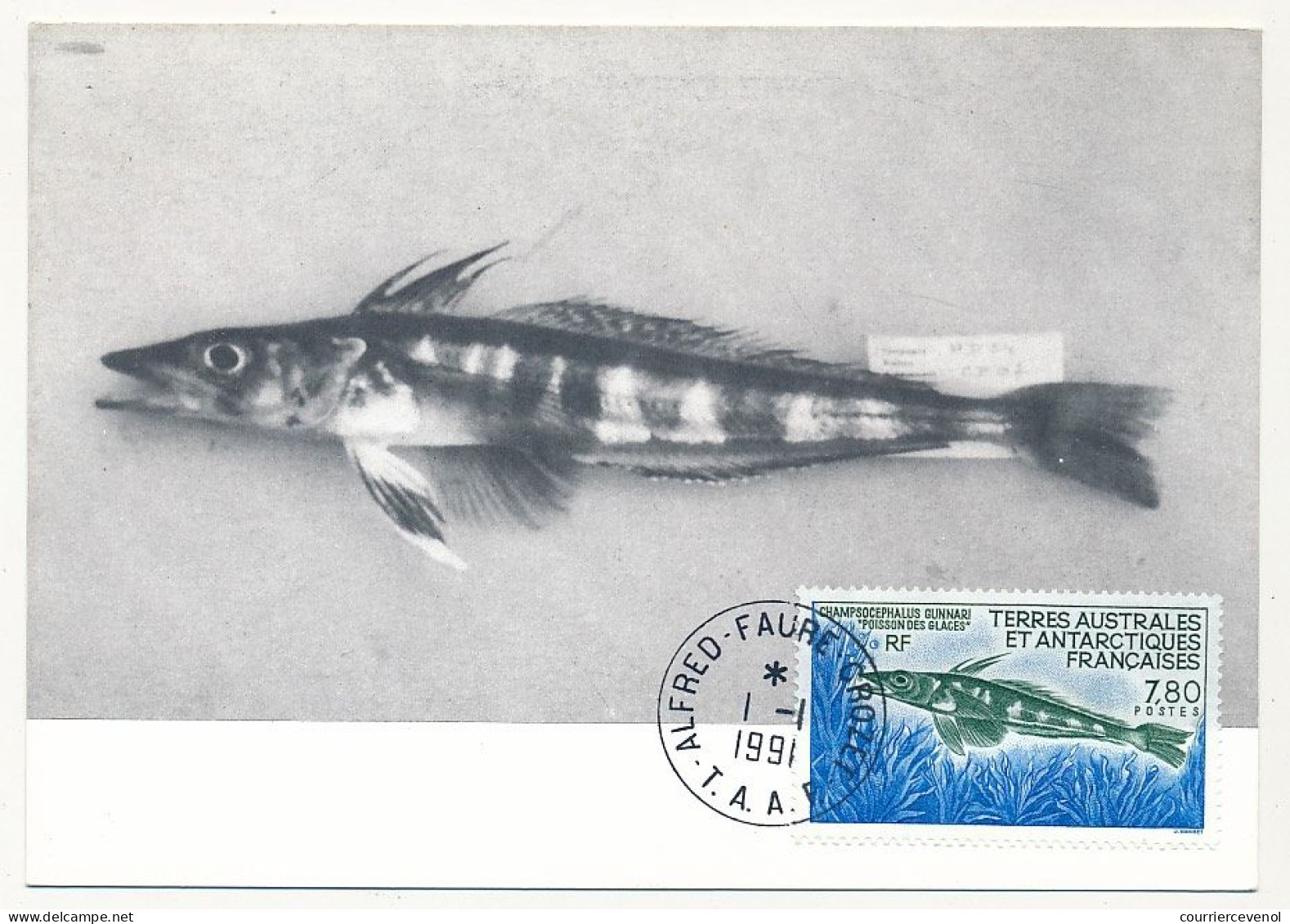 TAAF - Carte Maximum 7,80F Poisson Des Glaces - Alfred Faure Crozet - 1/1/1991 - Covers & Documents