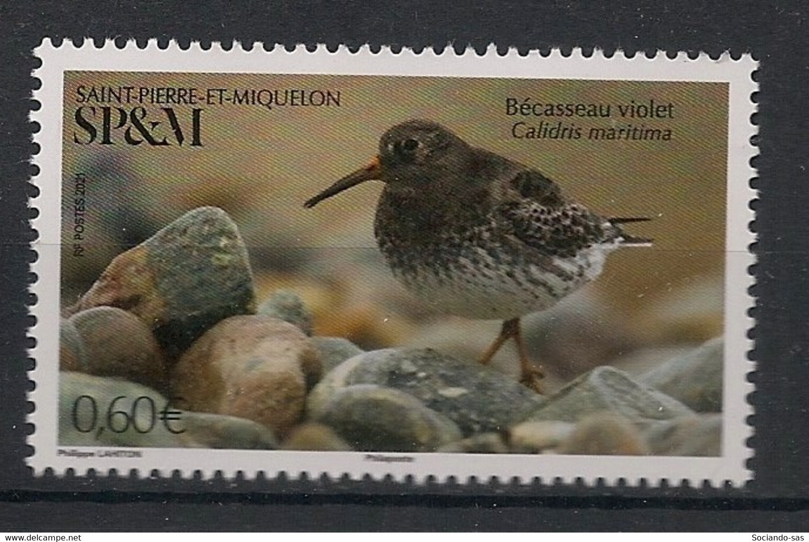 SPM - 2021 - N°Yv. 1253 - Oiseau / Bécasseau - Neuf Luxe ** / MNH / Postfrisch - Ungebraucht