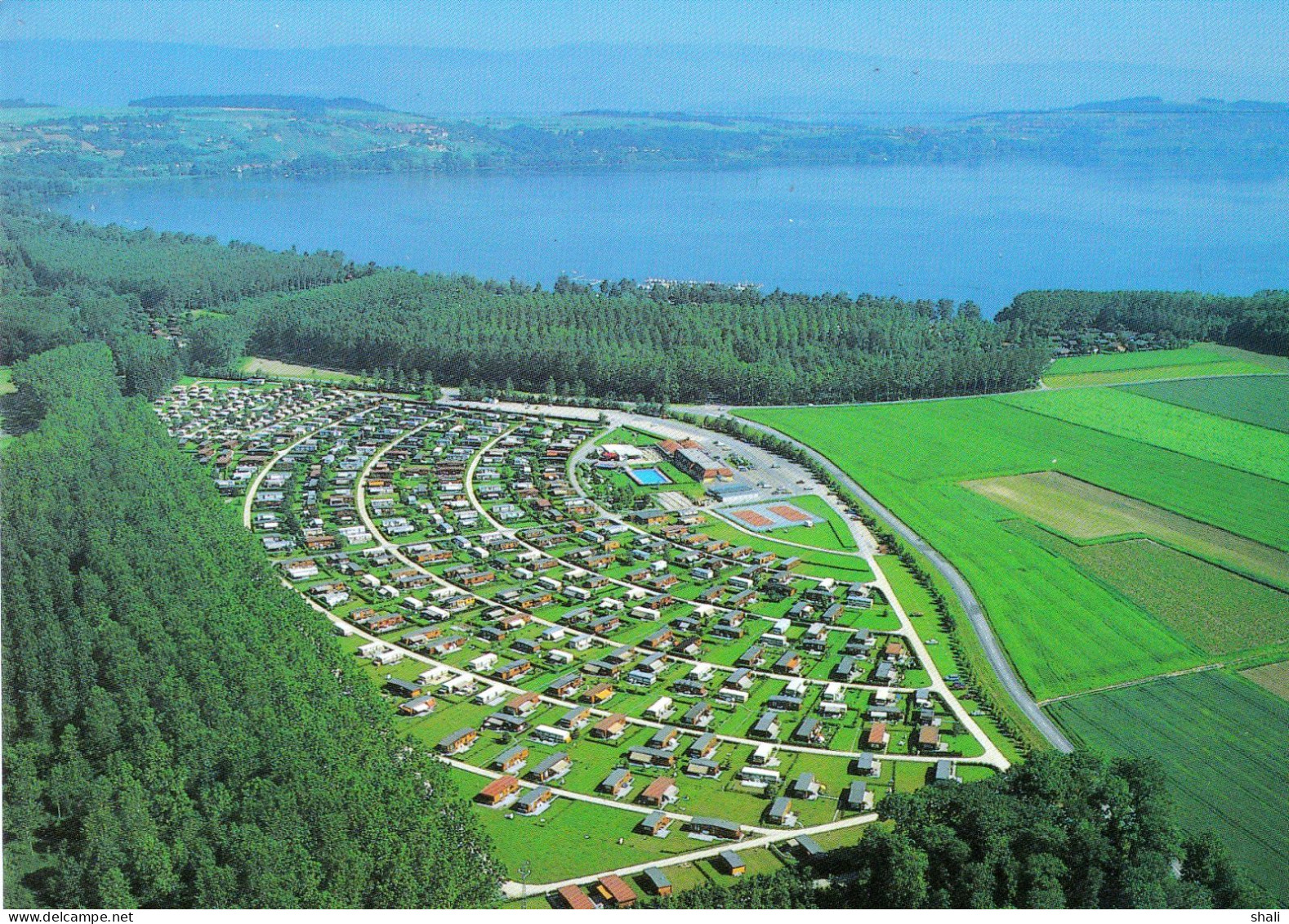 CPSM AU BORD DU LAC DE MORAT CAMPING CARAVANING LES JONCS AVENCHES - Avenches