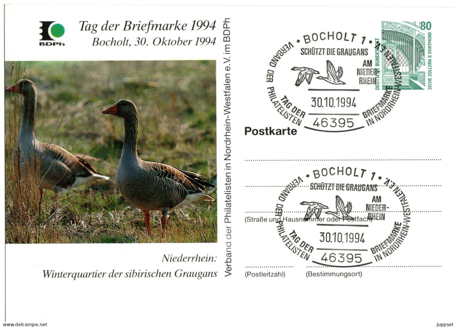 GERMANY, Picture Postcard, Bird, Greylag Goose    /    ALLEMAGNE,  Carte Postale,  Oiseau, Oie Cendrée - 1994 - Ganzen