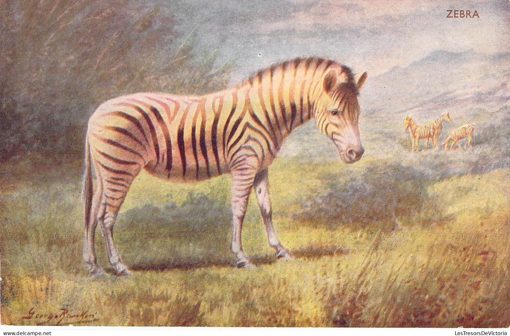 Animaux - Zebra - Illustrateur - Edit. J; Salmon - Carte Postale Ancienne - Zebre