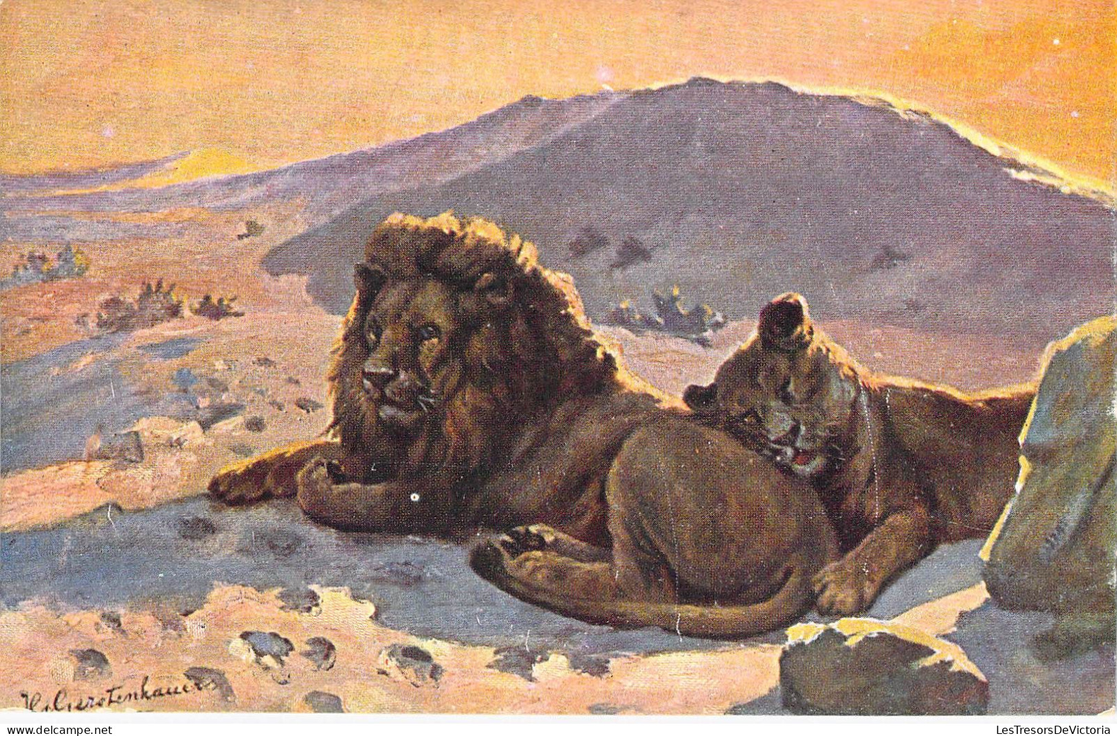 Animaux - Lions - Edit. W. De Haan - Illustrateur Gerotenhauer - Carte Postale Ancienne - Lions
