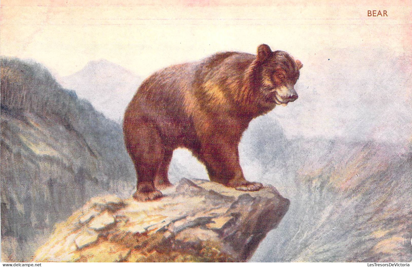 Animaux - Ours - Bear - Edit. J. Salmon - Carte Postale Ancienne - Ours