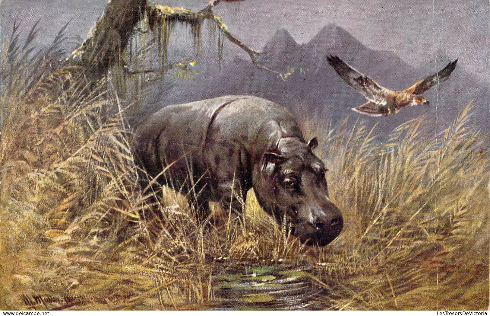 Animaux - Hippopotame - Aigle - Illustrateur - Carte Postale Ancienne - Flusspferde