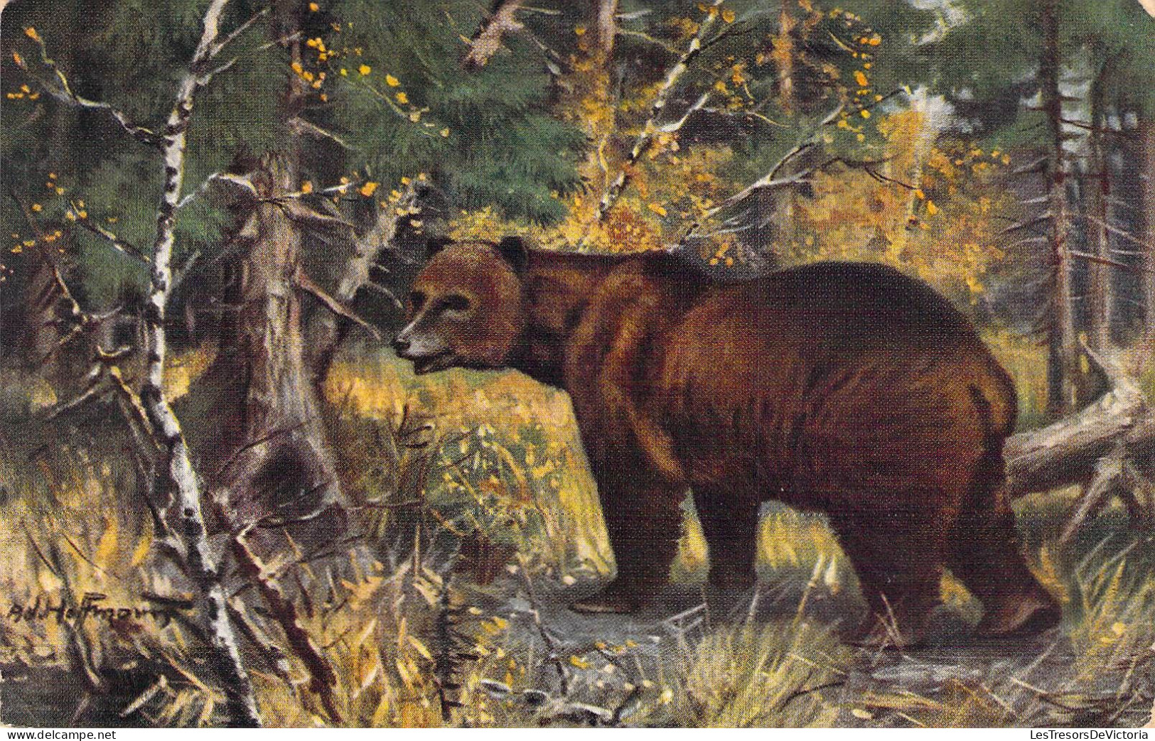 Animaux - Ours - Illustrateur - Hoffman  - Carte Postale Ancienne - Beren