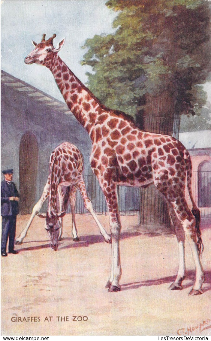 Animaux - Girafes At The Zoo - Illustrateur C.T.Howard - Help To Make The World A Better Place - Carte Postale Ancienne - Giraffes