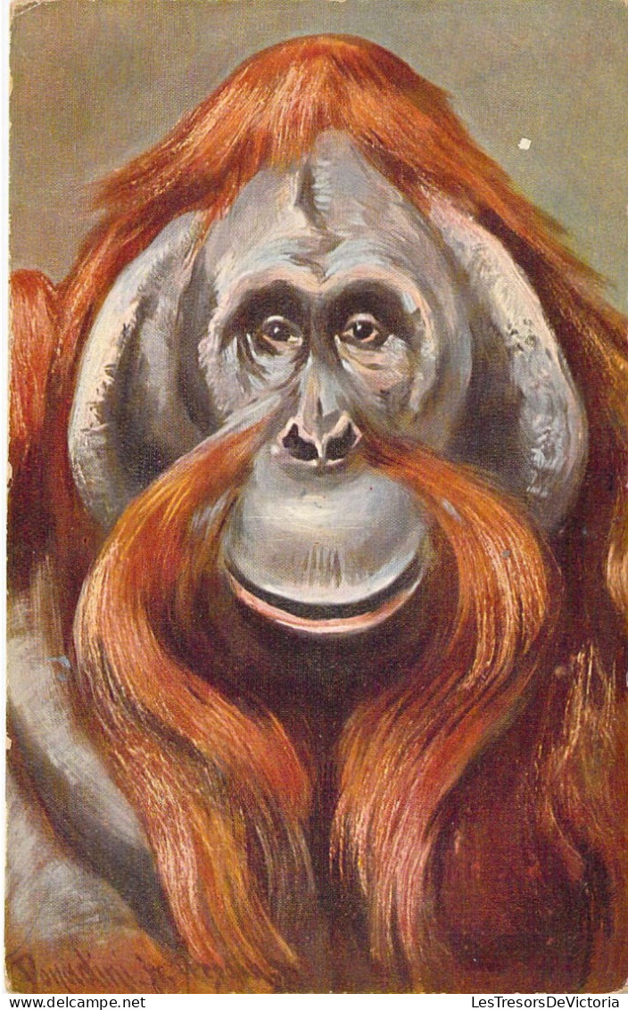 Animaux - Orang Outang - Illustrateur - Carte Postale Ancienne - Monos