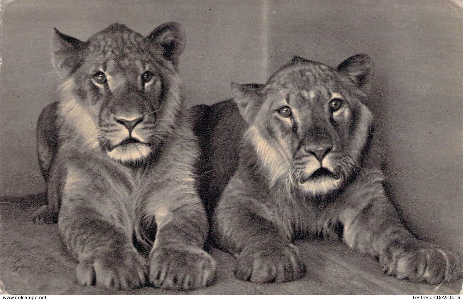 Animaux - Lionceaux - Edit. Alap Kiadovallalata - Carte Postale Ancienne - Leones