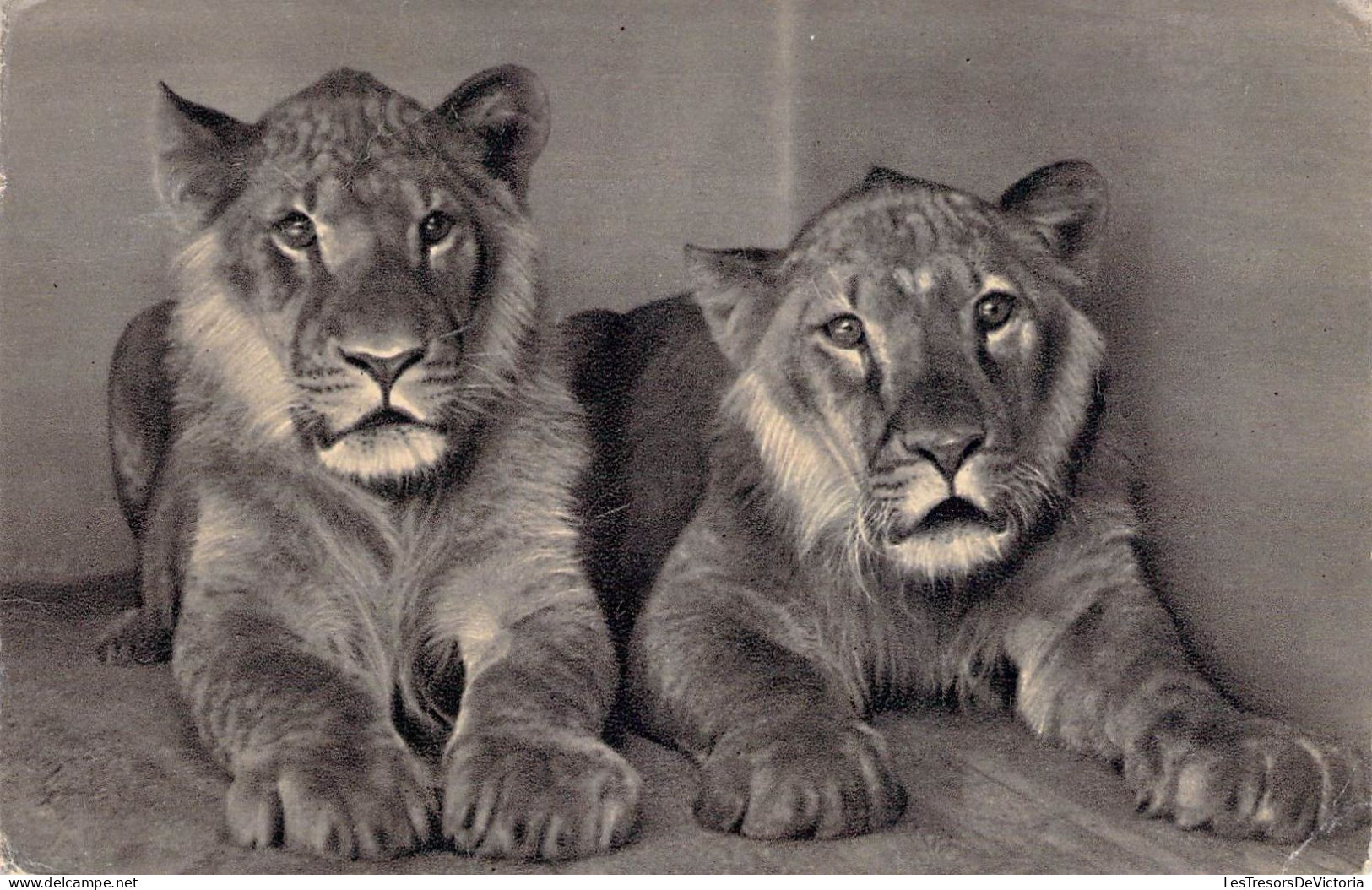Animaux - Lionceaux - Edit. Alap Kiadovallalata - Carte Postale Ancienne - Lions
