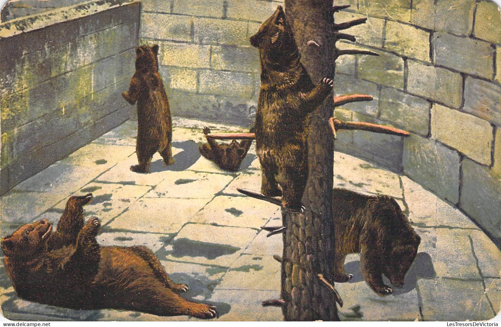 Animaux - Berne La Fosse Aux Ours - Edit. Naville & Co - Tampon Spécial - Carte Postale Ancienne - Bears