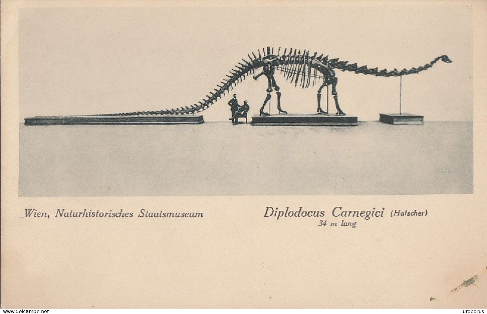 AUSTRIA - Wien - Naturhistorisches Staatsmuseum Diplodocus Carnegici - Musées