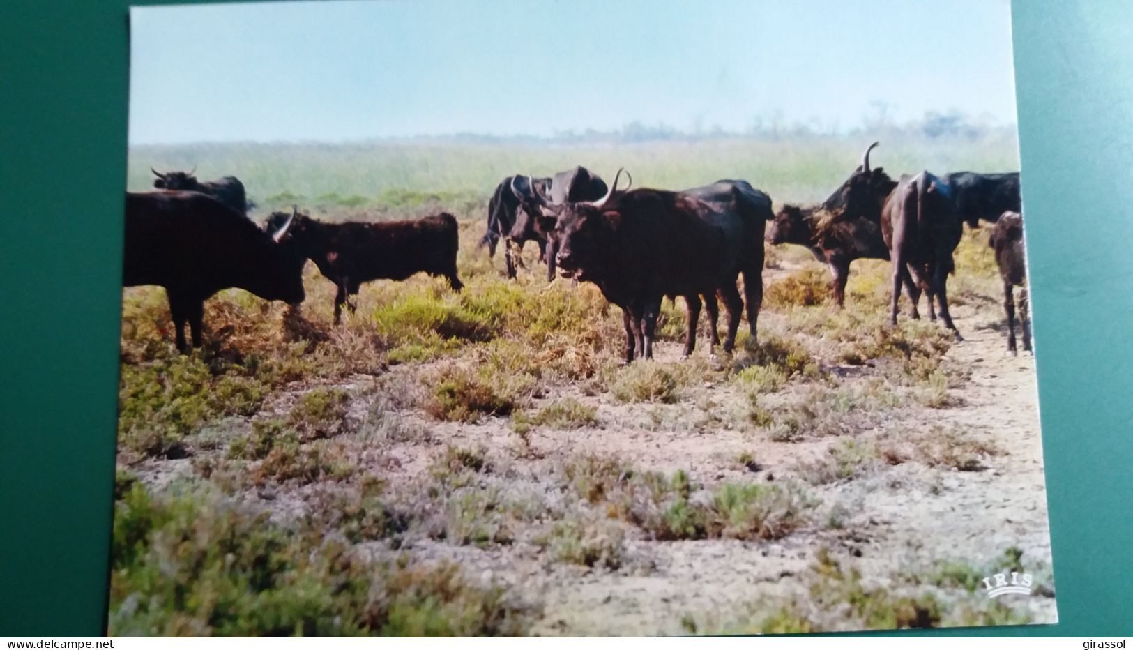 CPSM TAUREAU EN CAMARGUE AVEC LES GARDIANS MANADE DE TAUREAUX SAUVAGES ED P E C IRIS MIREILLE - Bull