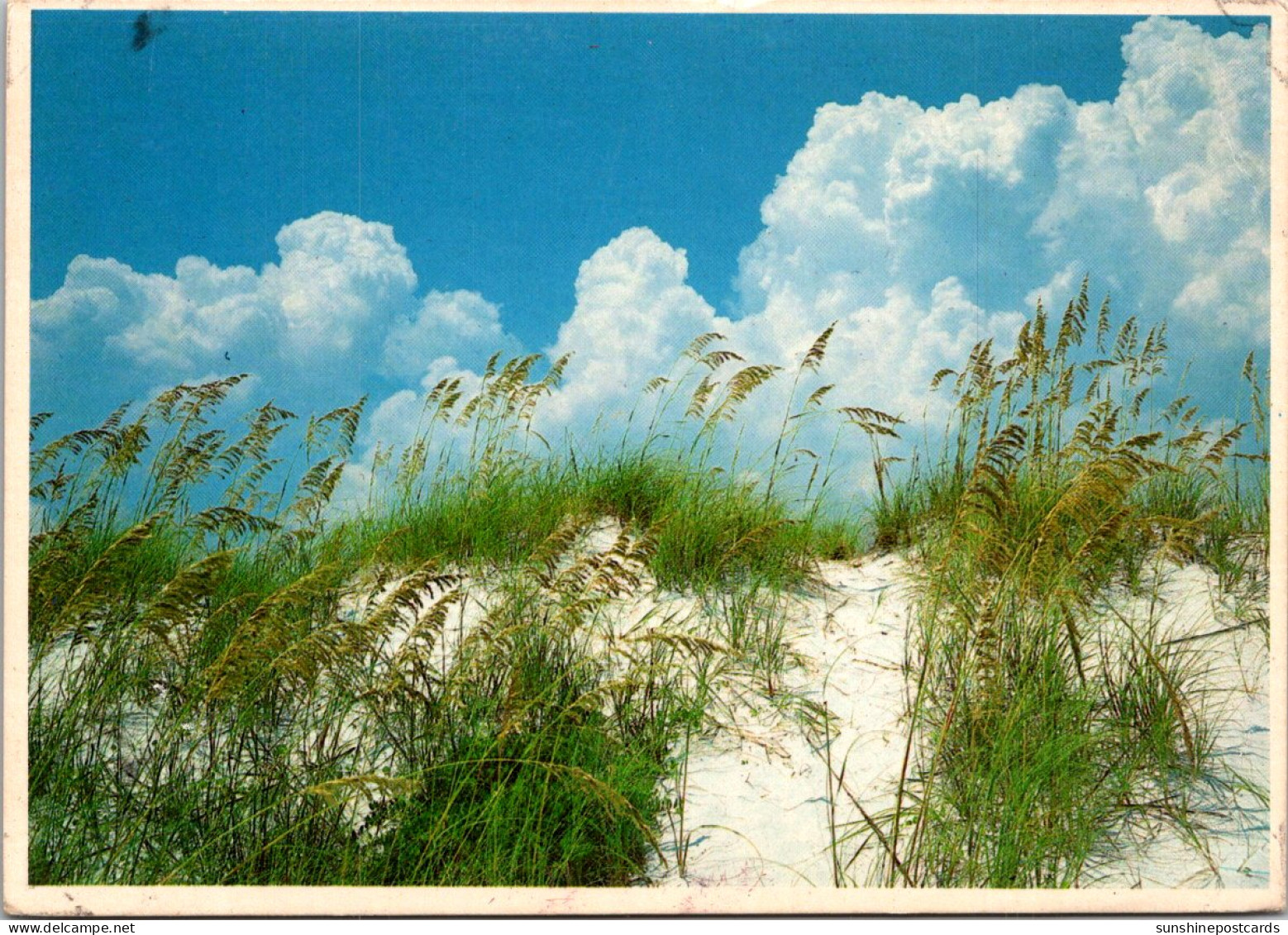 Florida Panama City Beach Sand Dunes And Sea Oates - Panama City