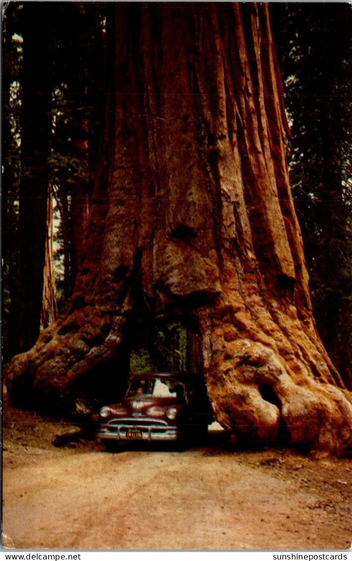 California Yosemite National Park Wawona Tree Tunnel Tree - Yosemite