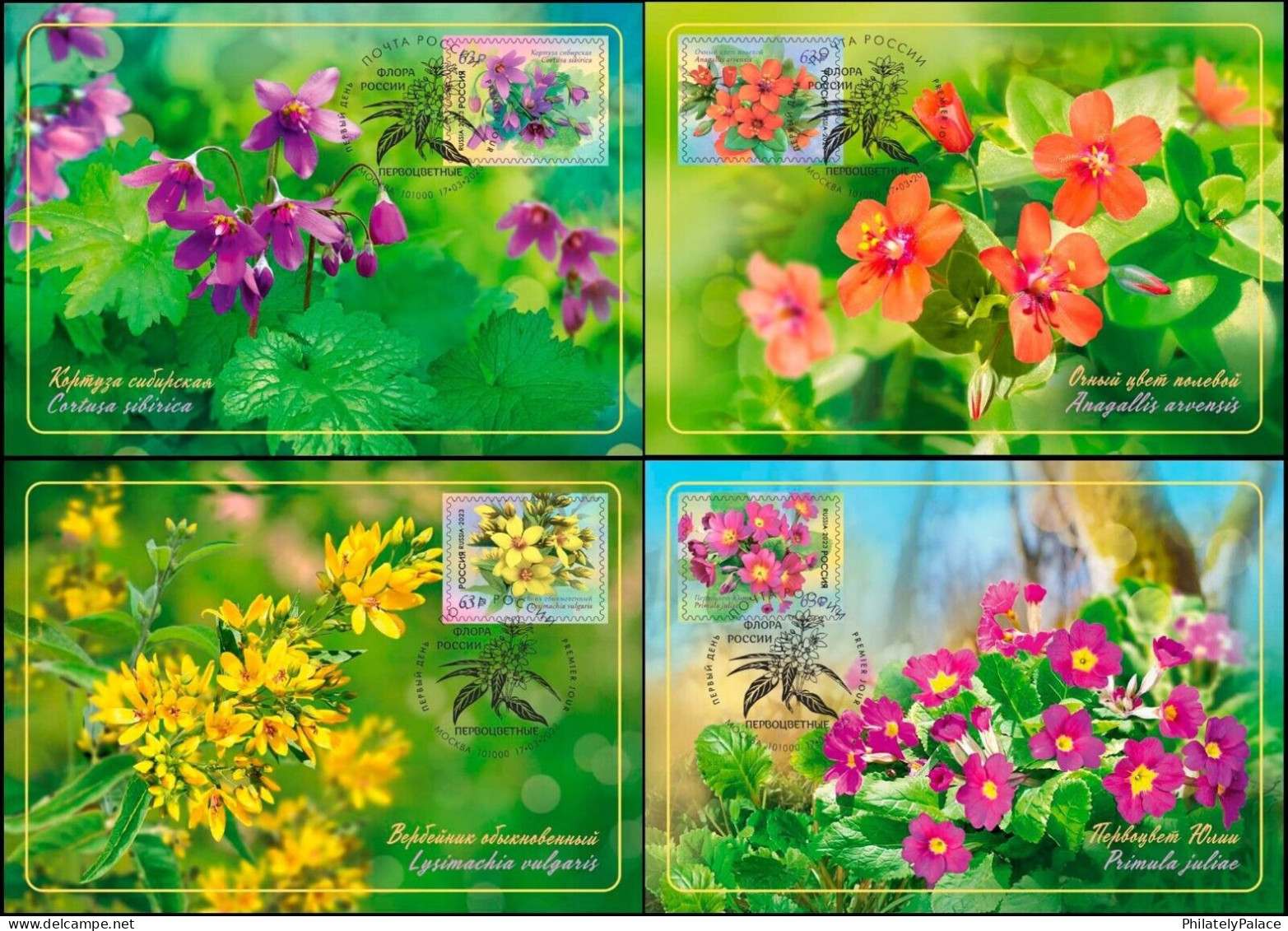 RUSSIA New ** 2023 Flora Of Russia. Primroses ,Flower, Plant, 4v Maxi Cards Set (**) Official Issue - Covers & Documents