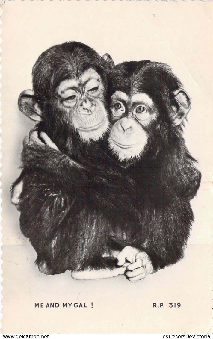ANIMAUX - Singe - Chimpanzé - Me And My Gal ! - Carte Postale Ancienne - Singes