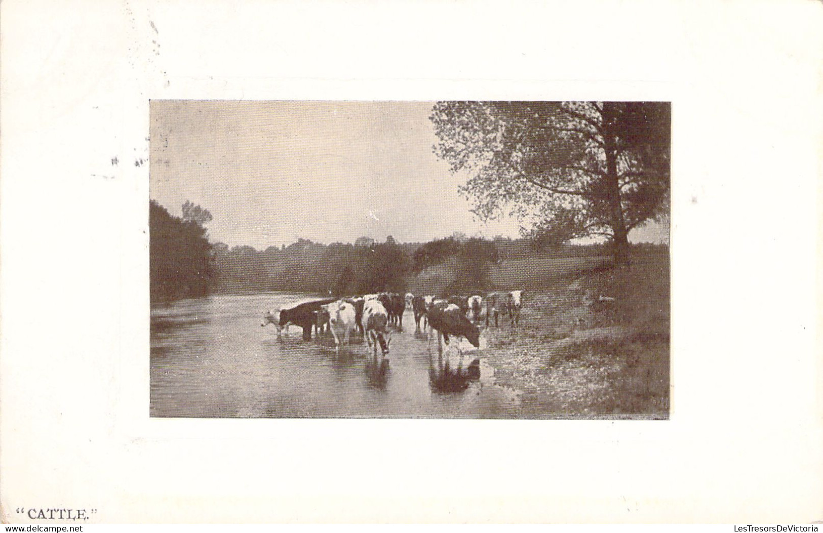 ANIMAUX - Vaches Dans La Rivière - Carte Postale Ancienne - Cows