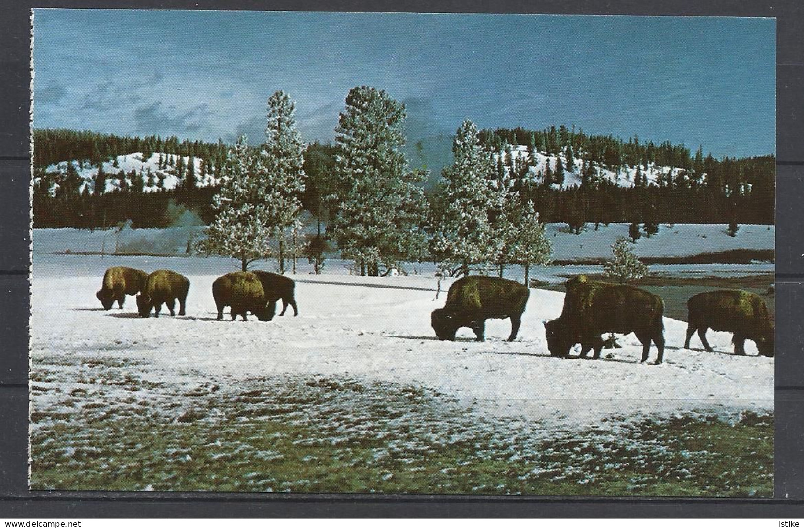 United  States, Denver Mountain Parks, Buffalo, American Bison(Bison Bison). - Taureaux