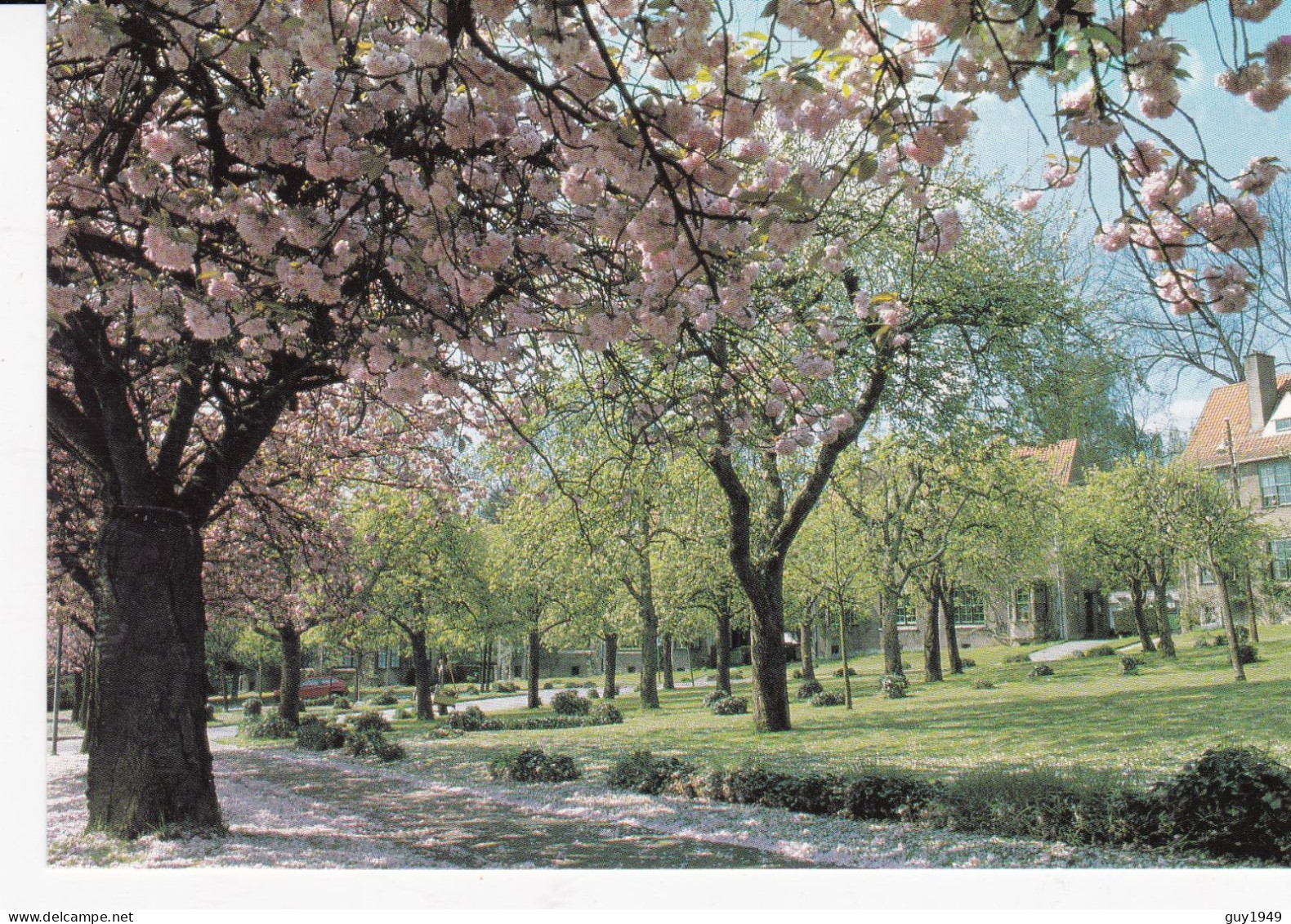 LES CERISIERS         DE KERSELAREN - Watermaal-Bosvoorde - Watermael-Boitsfort