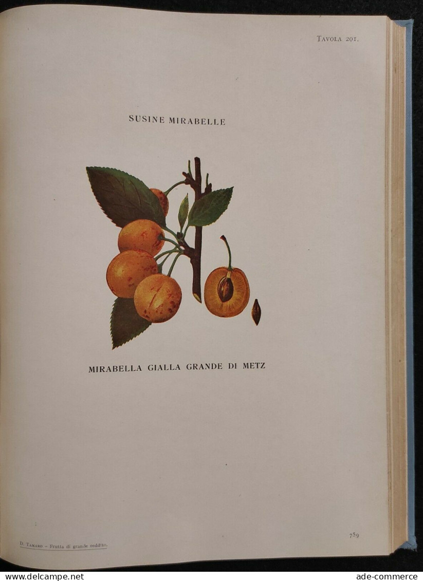 Frutta di Grande Reddito - Frutticoltura - D. Tamaro - Hoepli - 1935 - Manuale