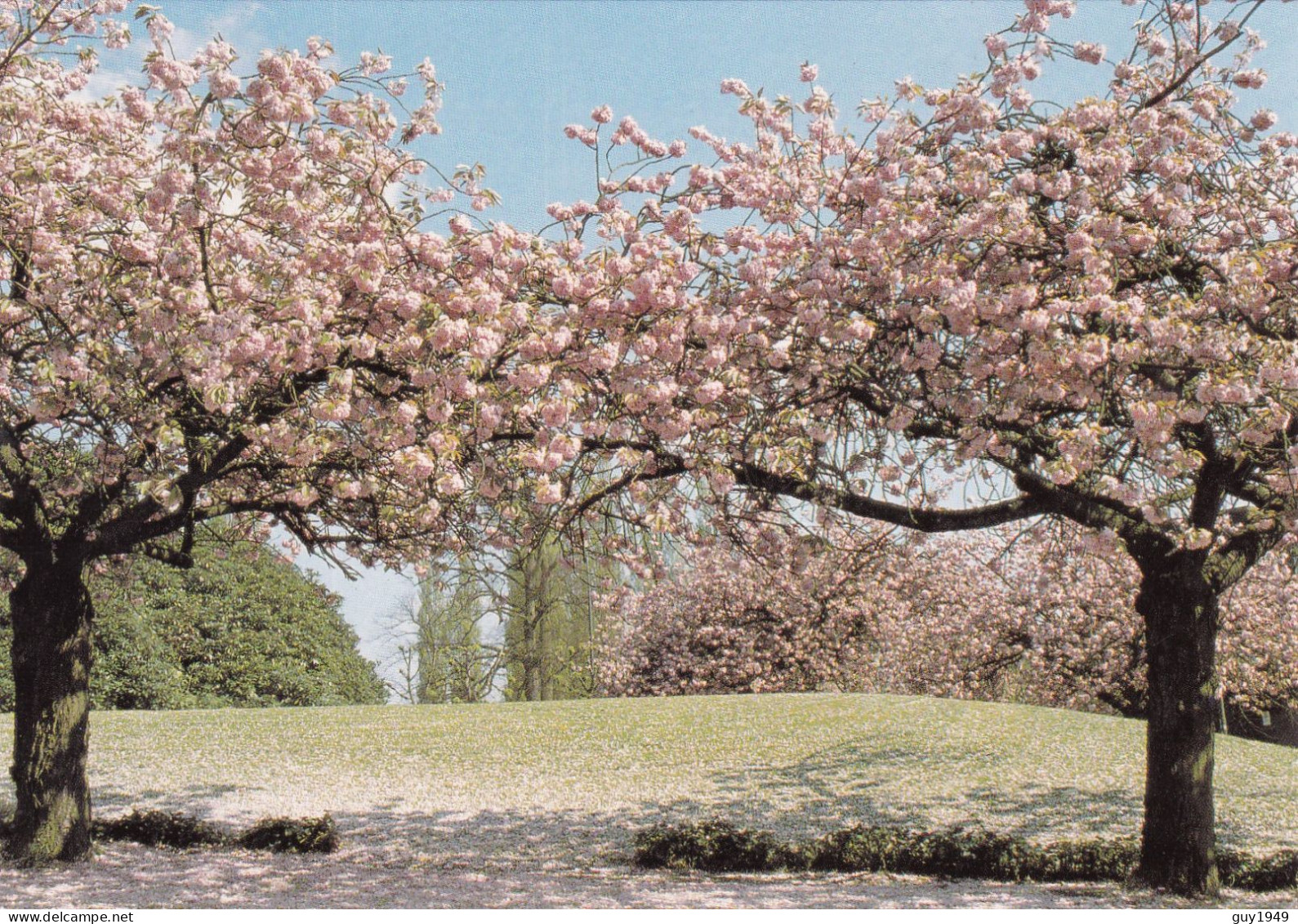 LES CERISIERS         DE KERSELAREN - Watermaal-Bosvoorde - Watermael-Boitsfort